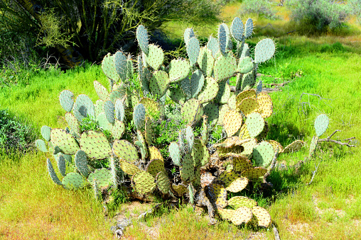 Large and widespread green prickly pear cactus Sonora Desert Arizona