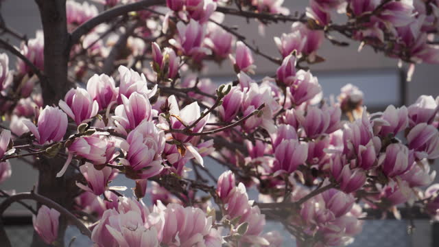 Spring Magnolia Blossom, lit by sunlight.