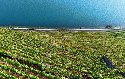 vertiginous terraced vineyards landscape of Lavaux in Vaud, Switzerland, near Puidoux village. Unesco site near Lausanne, and geneva Lake