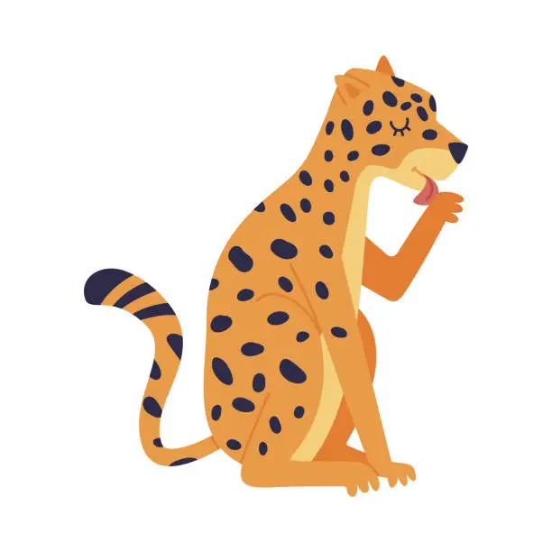 Vector illustration of Cute Spotted Leopard as Wild African Animal Sitting and Licking Paw Vector Illustration