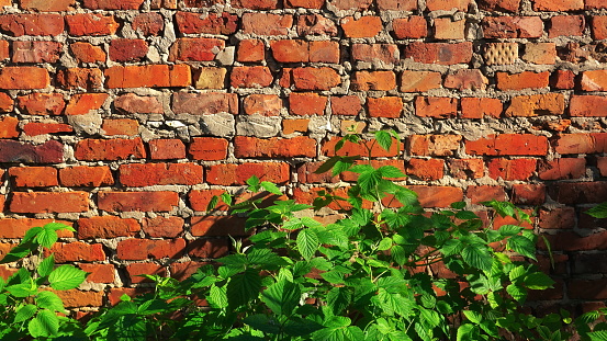 Old Red Brick Wall With Green Plants In Sunlight Textured Background