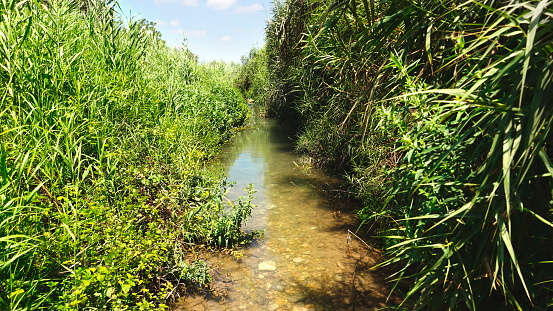 Natural Stream Flanked By Lush Greenery Under Clear Blue Sky Horizontal Landscape