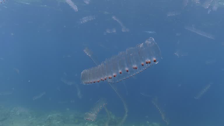 Salps in the blue, varying in long and short lengths, showcasing the diversity of these marine creatures.