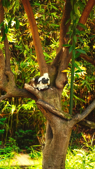 Cotton-Top Tamarin Sitting On Tree Branch In Lush Greenery Vertical Natural Light Wildlife Scene