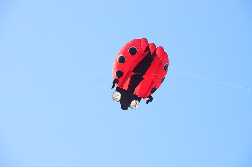 Ladybug kite flying in the clear sky, in sunny summer day, Mekong Delta Vietnam.