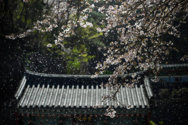 Spring Scenery of Korean Traditional Temples
