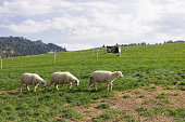 Sheep Grazing in a Green Meadow. Summer Mountain landscape