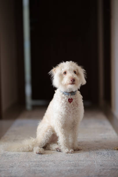 Cute White Maltese Puppy Sits and Curiously Looking in Camera