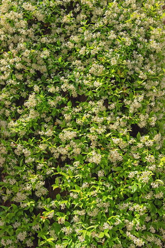 Floral background. Star Jasmine ( Trachelospermum jasminoides ), liana with green leaves and white flowers