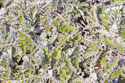 Leaves of Dusty Miller plant ( Senecio cineraria, Silver dust ),   background