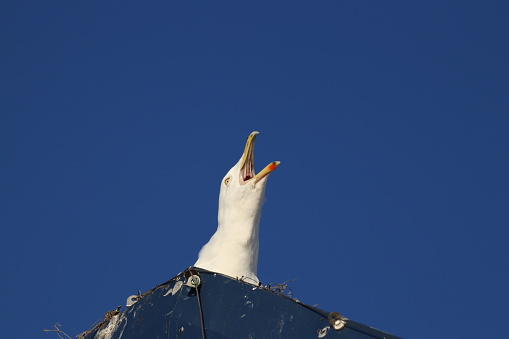 Seagull on rooftop making screeching noise