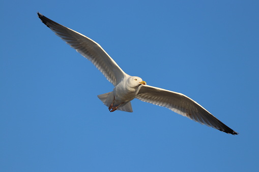 Seagull with outspread wings on blue sky