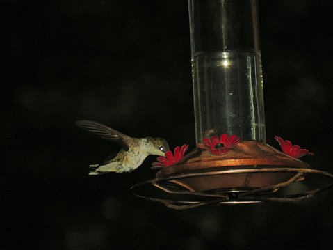 A frozen shot of a hummingbird drinking from a feeder in Georgia. Fast shutter speed to capture wings