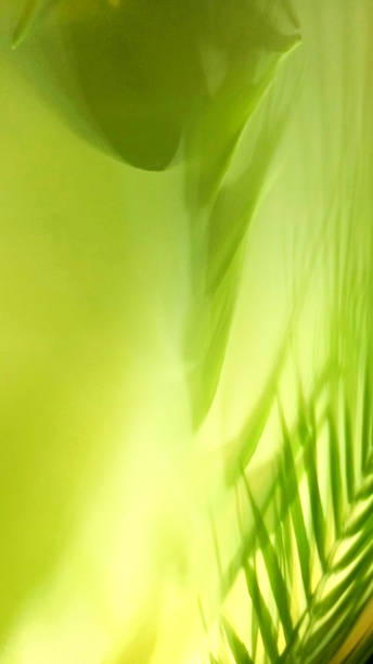 istock Abstract green background with palm leaf and shadow of the palm leaf 2112133222