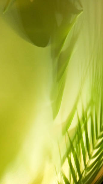 istock Abstract green background with palm leaf and shadow of the palm leaf 2112133224