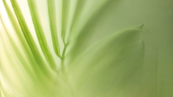 Abstract green background with palm leaf and shadow of the palm leaf
