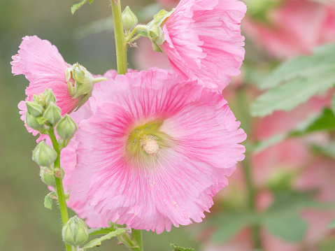 Pink Hollyhocks flower