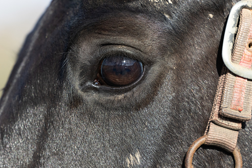 Close-up of a head horse outdoors