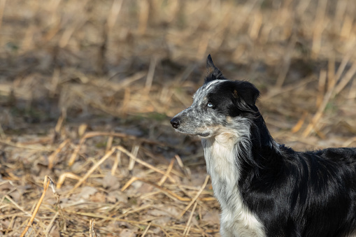 Portrait side, a casually looking Border Collie with a pricked ear and a black eye on a fallow field in the sunlight in winter