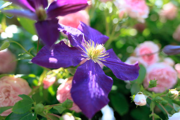 Purple clematis and pink roses background
