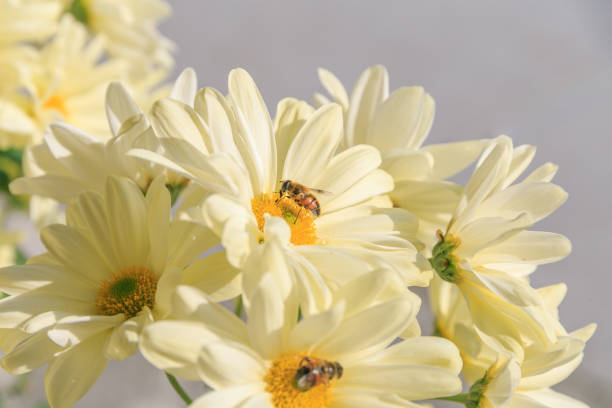 Yellow chrysanthemum flowers with bees perched