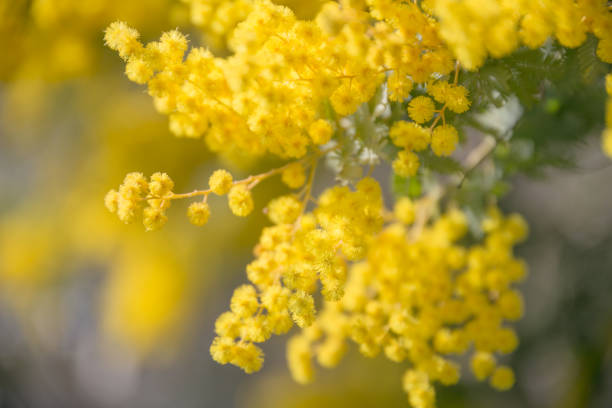 istock Mimosa flowers in full bloom 2112142510