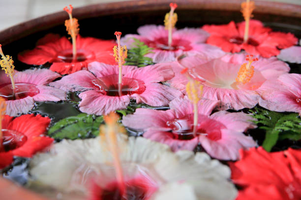 istock Hibiscus Flower Hand Water 2112144129