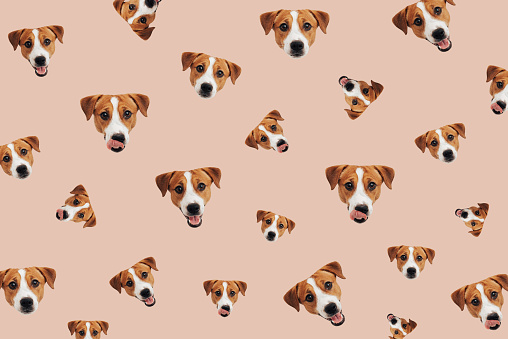 Set of cute Jack Russell Terrier dog. Funny collection head pattern of happy puppy, isolated on peach fuzz background for print