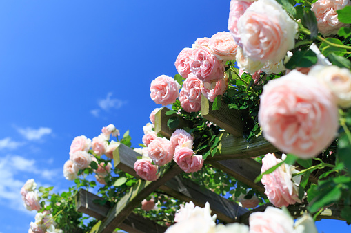Pink roses in full bloom and blue sky