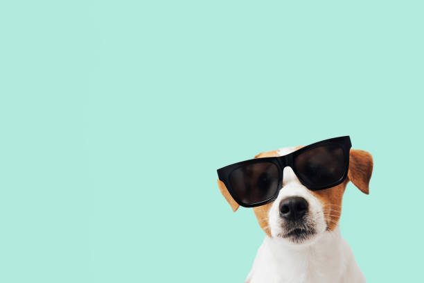 istock Funny Jack Russell Terrier dog with sunglasses isolated on mint background, copy space 2112159473