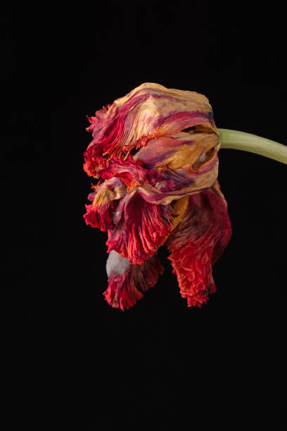 Wilted parrot tulip flower isolated against black. High quality photo
