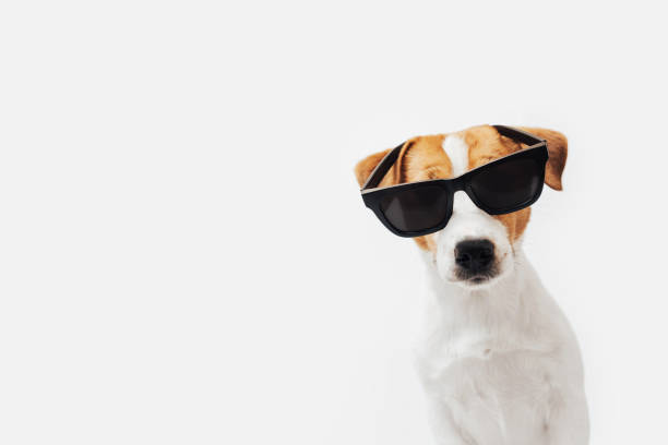 Funny Jack Russell Terrier dog with sunglasses isolated on white background, copy space
