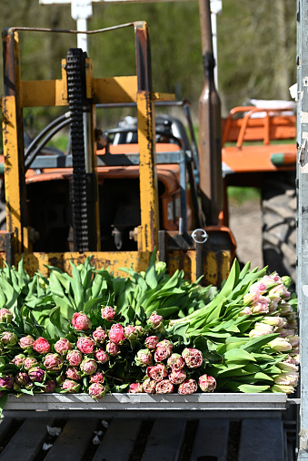 fresh picked tulips on the back of a truck. High quality photo