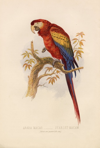 A beautifully detailed hand colored Illustration of a bird, created by F.W. Keyl between 1869 and 1873 for the popular 'Cassells Book of Birds' by Thomas Rymer Jones