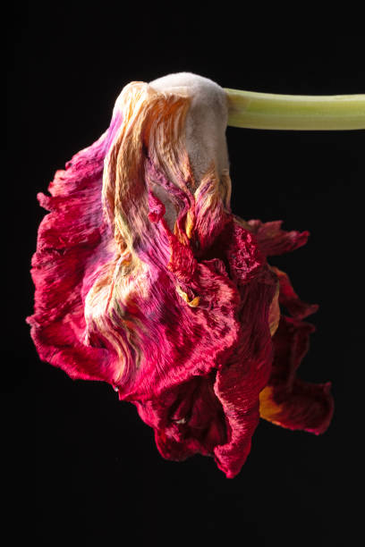 Wilted parrot tulip flower isolated against black. High quality photo