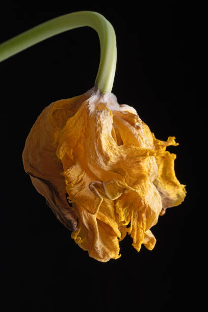istock Wilted parrot tulip flower isolated against black 2112167985