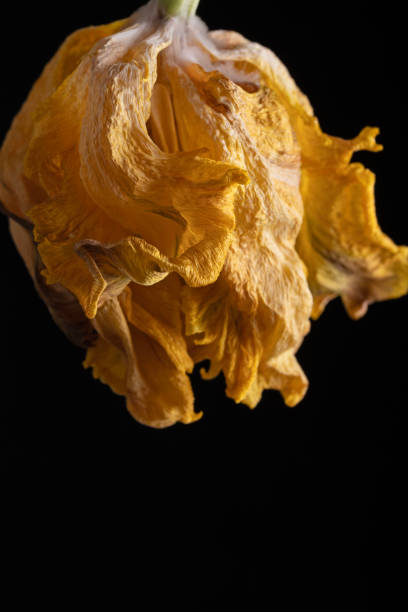 istock Wilted parrot tulip flower isolated against black 2112169566