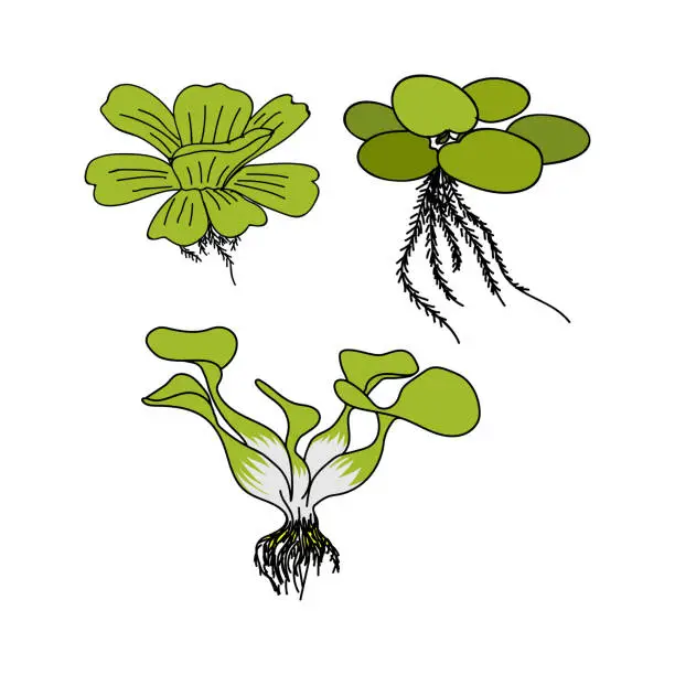 Vector illustration of Set of Aquatic Plant,Pistia Stratiotes L, Eichhornia crassipes, Limnobium laevigatum for Agricultural Nuisance Weed or Aquarium and Fish Pond Illustration