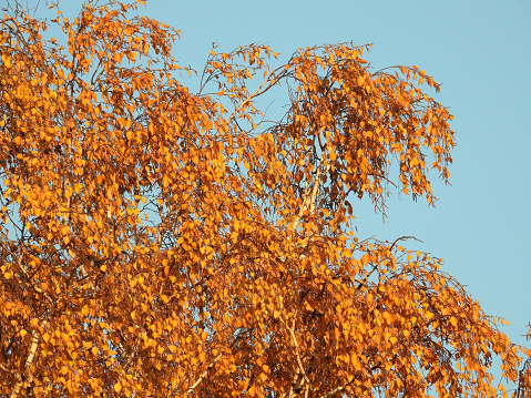 Close-up of colorful autumn season of Nutmeg tree.