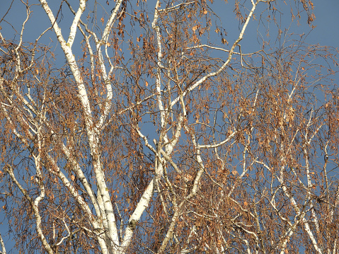 Birch in autumn