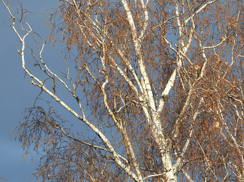 birch tree in autumn