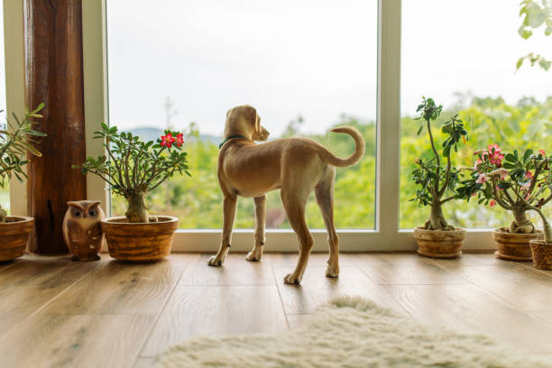 Dog in living room looking outside. There are potted plants decorating the living room.