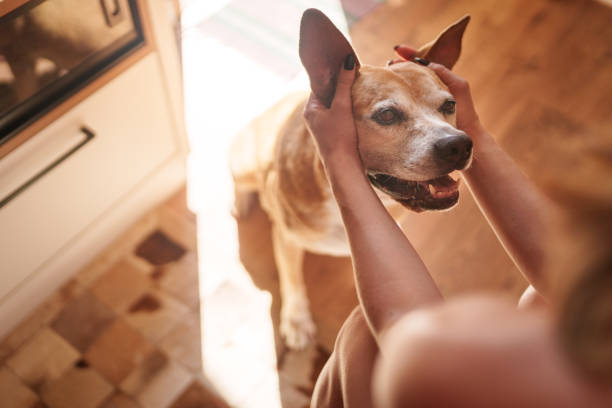 Woman playing with dog's ears