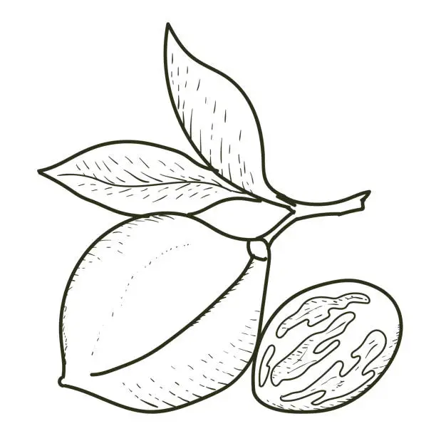 Vector illustration of Vintage Retro Ink Hand Drawn of Nutmeg for Medical Herb and Spice or Agriculture Farm Product