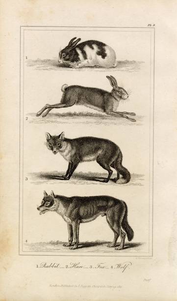 A beautifully detailed collection of antique natural history engravings covering a whole plethora of wildlife from the animal kingdom. Originally published in 