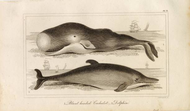 A beautifully detailed collection of antique natural history engravings covering a whole plethora of wildlife from the animal kingdom. Originally published in 