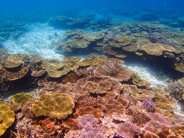 Beautiful coral reef at Yaebisi, off Miyako Island, Okinawa