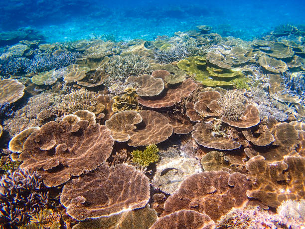 沖縄県宮古島沖の八重西の美しいサンゴ礁