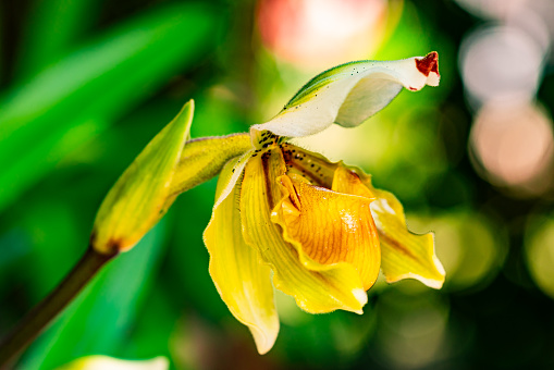 Closeup view of blooming Lady Slipper orchid flower in summer season, Thailand