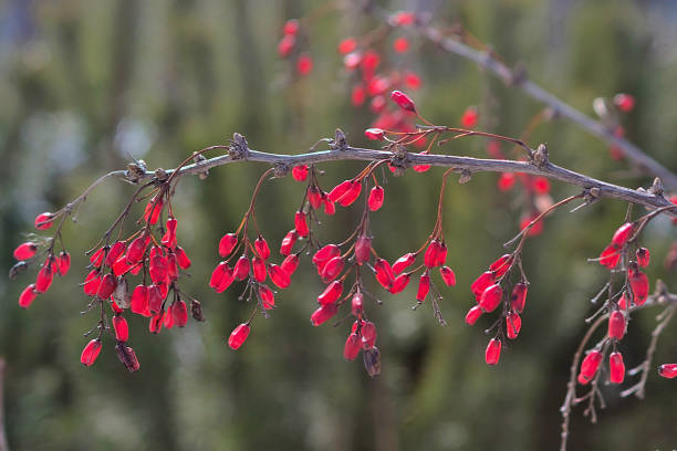istock barberry berries on a branch in spring 2112201790
